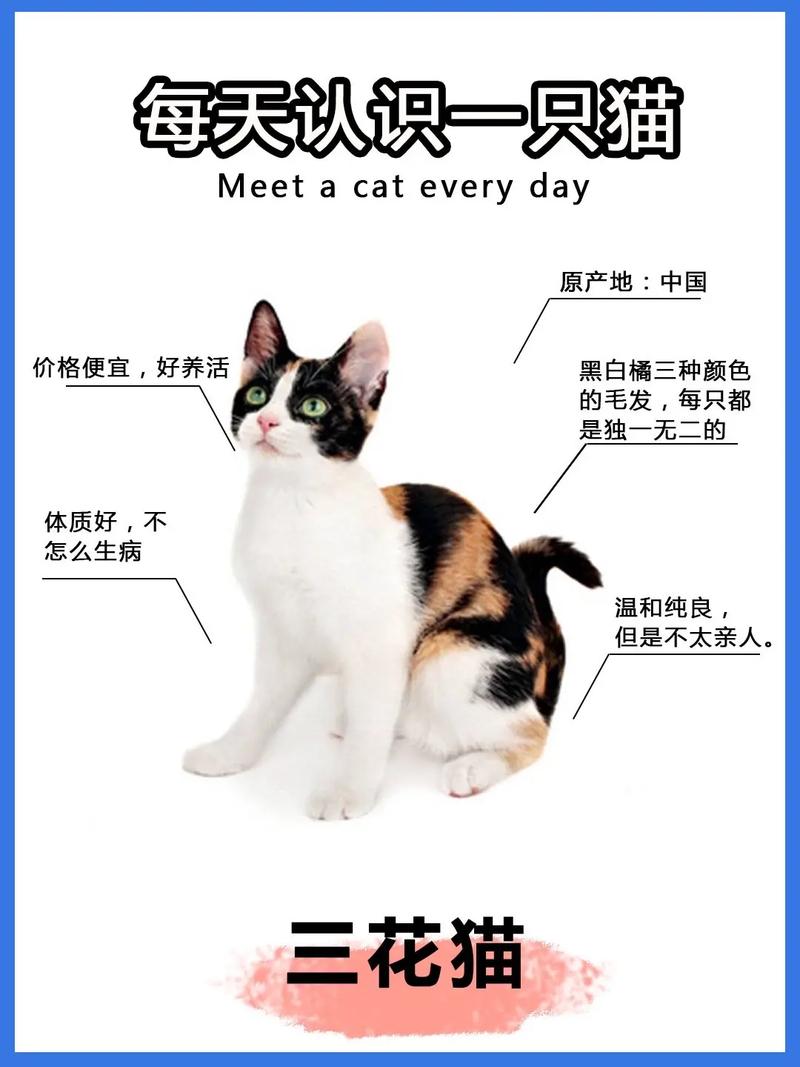 粘人还是胆小?(猫的性格特点) 粘人还是胆小?(猫的性格特点)