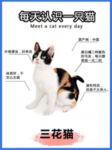 粘人还是胆小？（猫的性格特点）