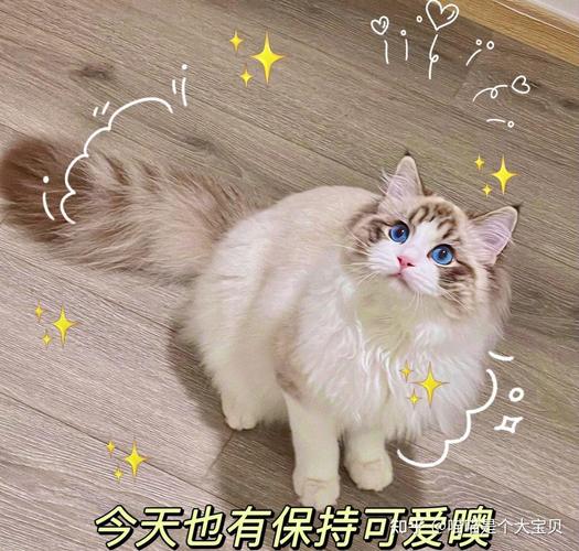 猫咪蹭你,是信任你,宣示你是它的地盘!(布偶猫用头蹭你) 猫咪蹭你,是信任你,宣示你是它的地盘!(布偶猫用头蹭你)