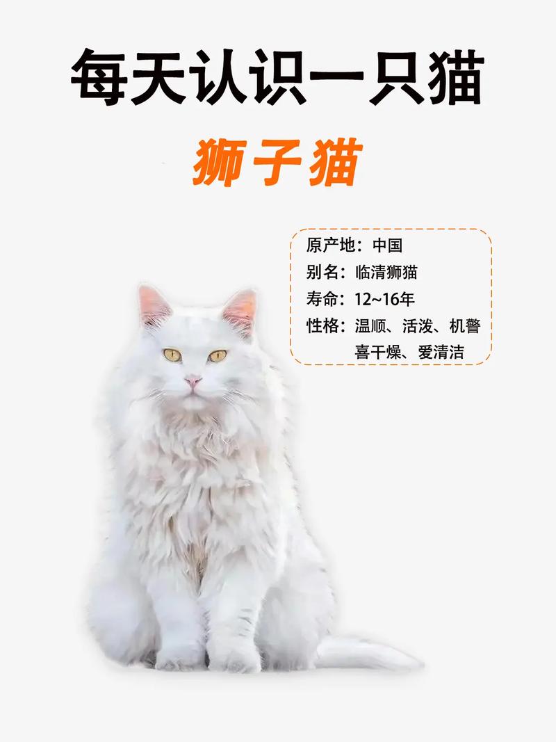 漂亮亲人需打理，了解优缺点再决定（狮子猫的缺点和优点）