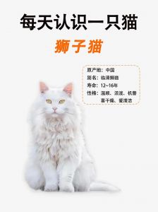 狮子猫饮食护理及日常照顾要点（狮子猫喜欢吃什么）