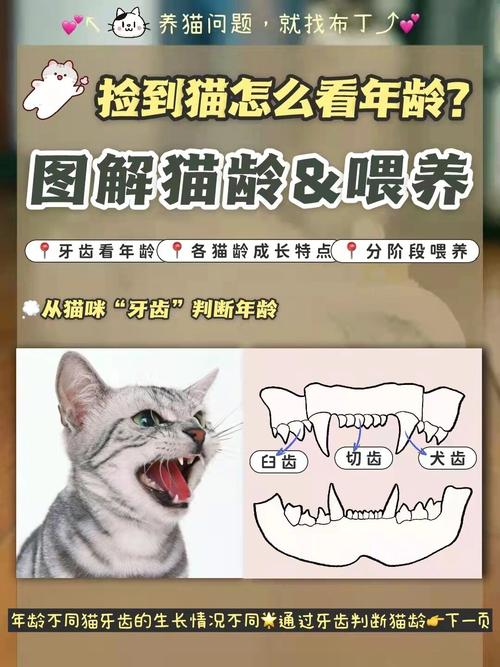 看猫咪耳朵毛发判断年龄(捡来的猫咪怎么看年龄) 看猫咪耳朵毛发判断年龄(捡来的猫咪怎么看年龄)