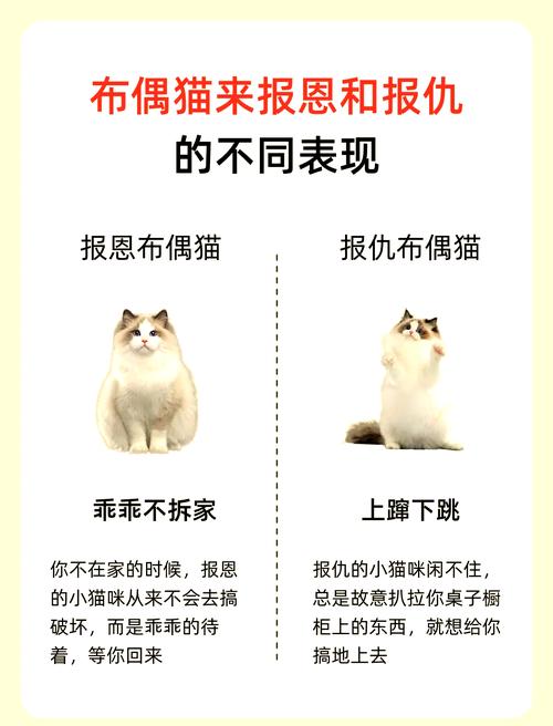 打布偶猫会记仇报复,怎么办?(打布偶猫会记仇吗) 打布偶猫会记仇报复,怎么办?(打布偶猫会记仇吗)