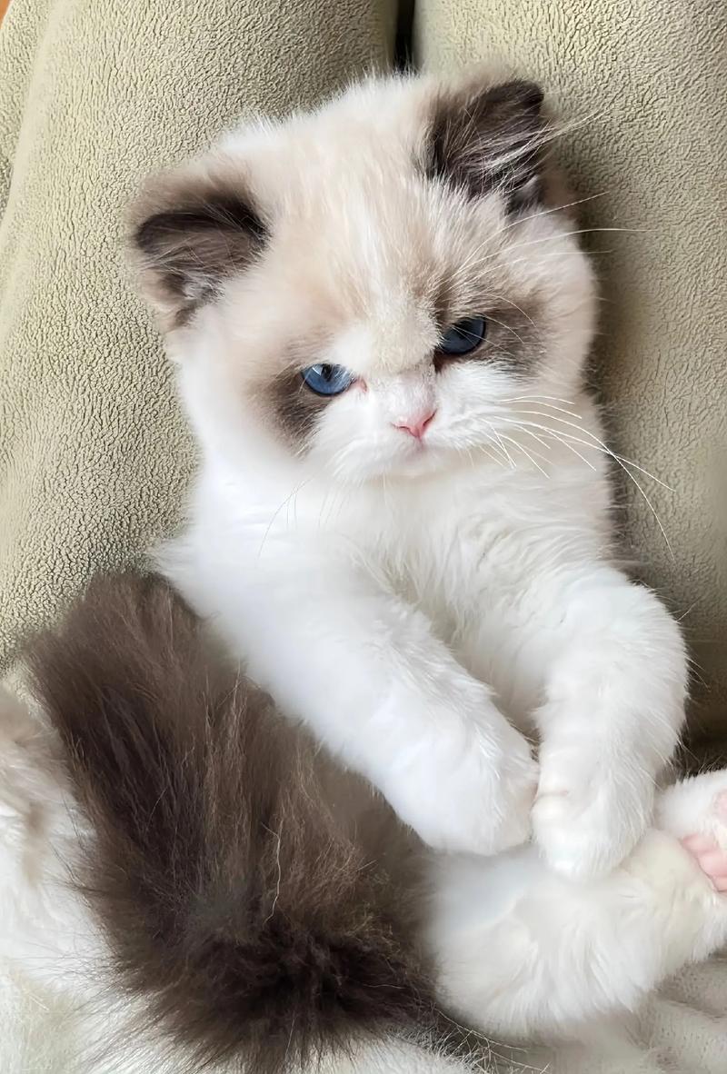 温顺亲人,家庭好伙伴(布偶猫照片4k) 温顺亲人,家庭好伙伴(布偶猫照片4k)
