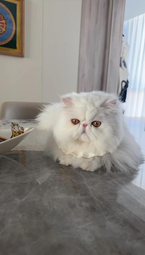 波斯猫难养?需精心照料,粘人爱安静(波斯猫好养活吗) 波斯猫难养?需精心照料,粘人爱安静(波斯猫好养活吗)