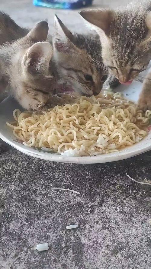 猫可食少量无调料面条,勿作主食(猫能吃面条吗) 猫可食少量无调料面条,勿作主食(猫能吃面条吗)