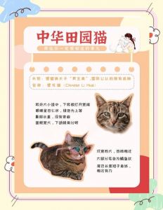 养土猫好处多？需谨慎考虑再决定！（为什么别养土猫）