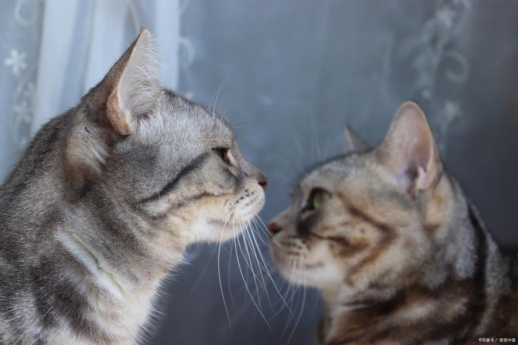 布偶猫可食煮熟肝,少量防中毒(煮熟的猪肝能给布偶猫吃吗) 布偶猫可食煮熟肝,少量防中毒(煮熟的猪肝能给布偶猫吃吗)