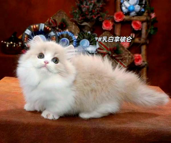 拿破仑猫品相健康须知(怎么看拿破仑猫的品相好不好) 拿破仑猫品相健康须知(怎么看拿破仑猫的品相好不好)