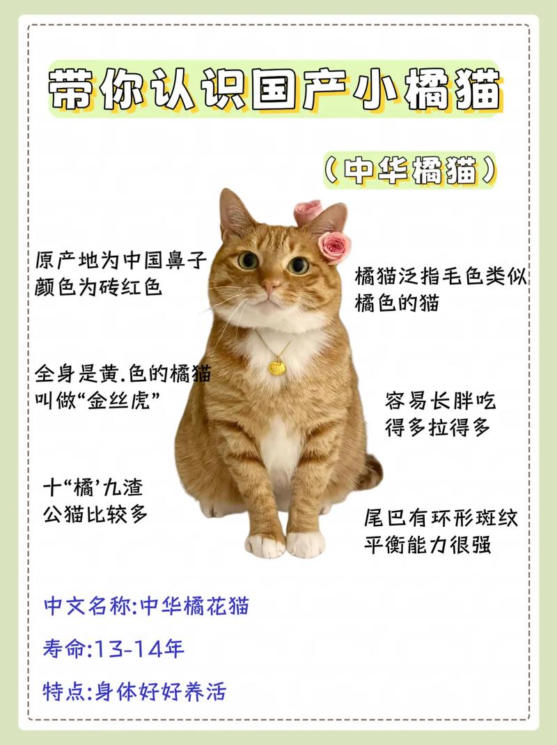 好奇爱打翻,需玩具丰富环境,饮食挑食要高蛋白,推荐凯瑞思猫粮(养橘猫的10个忠告) 好奇爱打翻,需玩具丰富环境,饮食挑食要高蛋白,推荐凯瑞思猫粮(养橘猫的10个忠告)