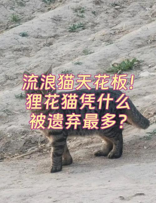 流浪猫增多怎么办?科学绝育是关键!(为什么小区里遗弃的猫比较多) 流浪猫增多怎么办?科学绝育是关键!(为什么小区里遗弃的猫比较多)
