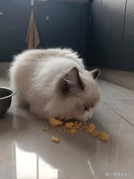 猫咪一周吃1个蛋黄,美毛润肤,但别喂生蛋黄(猫每天吃蛋黄好不好) 猫咪一周吃1个蛋黄,美毛润肤,但别喂生蛋黄(猫每天吃蛋黄好不好)