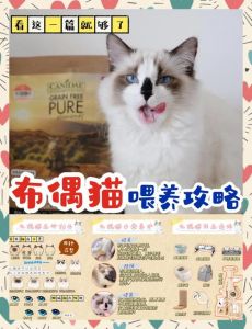 布偶猫好养吗？需注意肠胃护理和毛发打理（怎么养布偶猫详细）