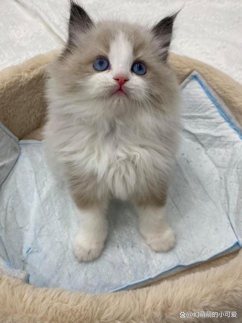 布偶猫价格差异大?血统品相是关键!(87万的布偶猫一千多) 布偶猫价格差异大?血统品相是关键!(87万的布偶猫一千多)