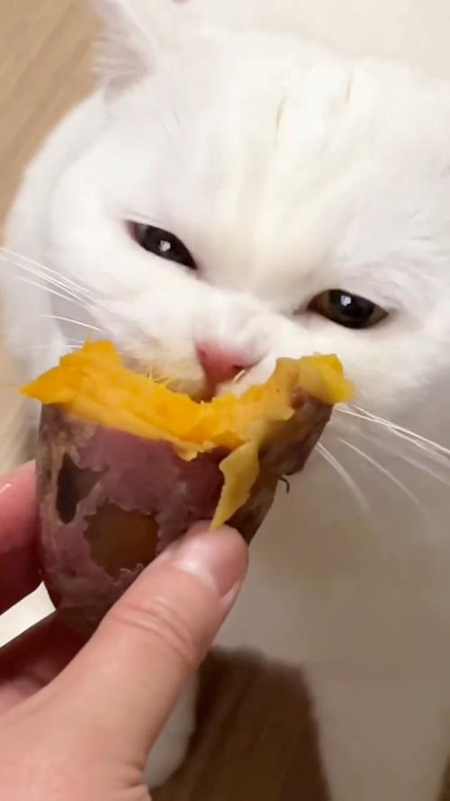 猫不能吃红薯干,易胖又伤身!(小猫咪能吃红薯干吗) 猫不能吃红薯干,易胖又伤身!(小猫咪能吃红薯干吗)