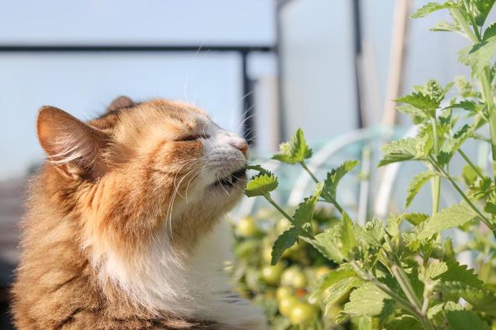 我家布偶猫不爱猫薄荷,很正常!(我家的布偶猫对猫薄荷没兴趣) 我家布偶猫不爱猫薄荷,很正常!(我家的布偶猫对猫薄荷没兴趣)