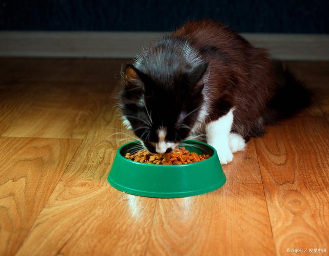 猫咪可食地瓜,助消化,但非主食,要适量(猫能吃地瓜嘛) 猫咪可食地瓜,助消化,但非主食,要适量(猫能吃地瓜嘛)
