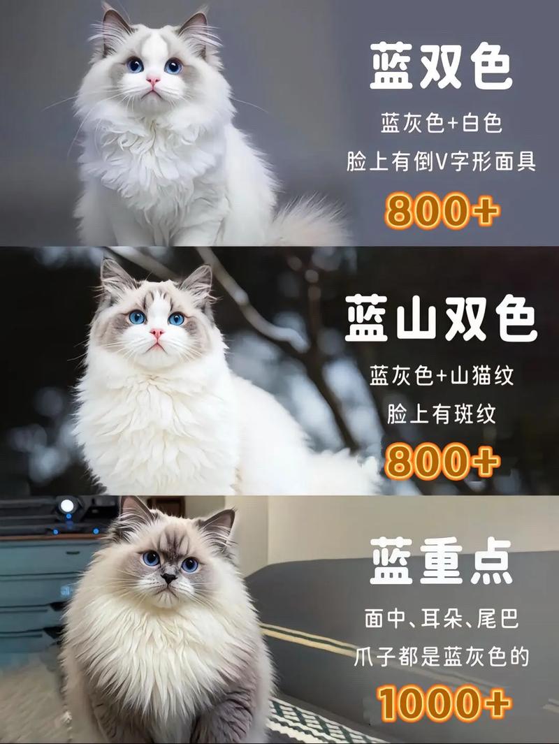 布偶猫价格差异大,赛级纯种价高(正宗布偶猫多少钱一只) 布偶猫价格差异大,赛级纯种价高(正宗布偶猫多少钱一只)