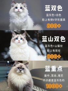 布偶猫价格差异大，赛级纯种价高（正宗布偶猫多少钱一只）