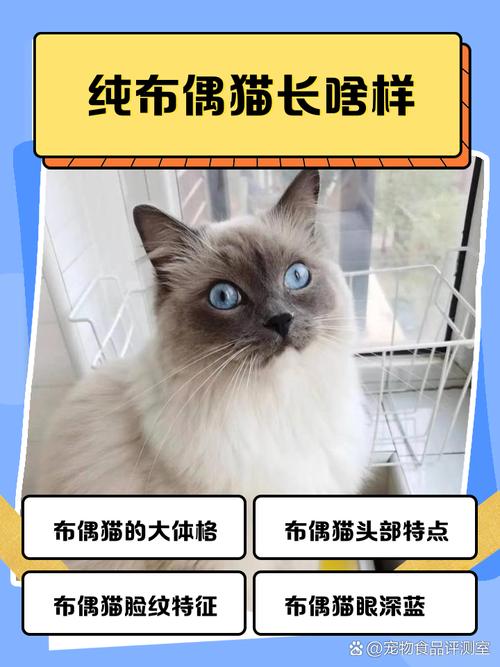 别打猫!会吓坏它,伤身体,还可能不认你(经常打布偶猫会怎么样) 别打猫!会吓坏它,伤身体,还可能不认你(经常打布偶猫会怎么样)