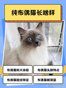 别打猫！会吓坏它，伤身体，还可能不认你（经常打布偶猫会怎么样）