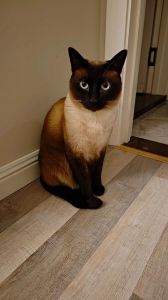 活泼亲人暹罗猫，需要陪伴别离我（暹罗猫一般人压不住吗）