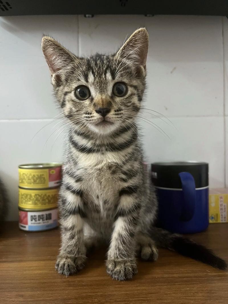 养猫与不孕不育的关系(串串猫 容易不孕不育么) 养猫与不孕不育的关系(串串猫 容易不孕不育么)