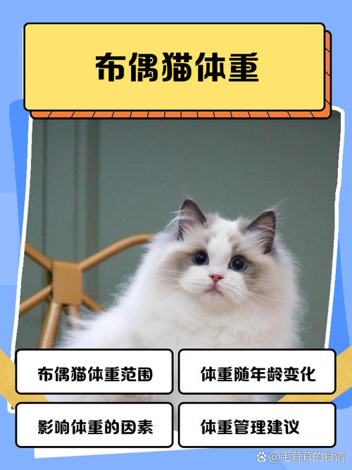 公母区别与成长规律(成猫布偶正常体重) 公母区别与成长规律(成猫布偶正常体重)