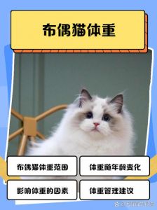 布偶猫体重对照表，8-10公斤是正常范围（布偶猫体重对照表）