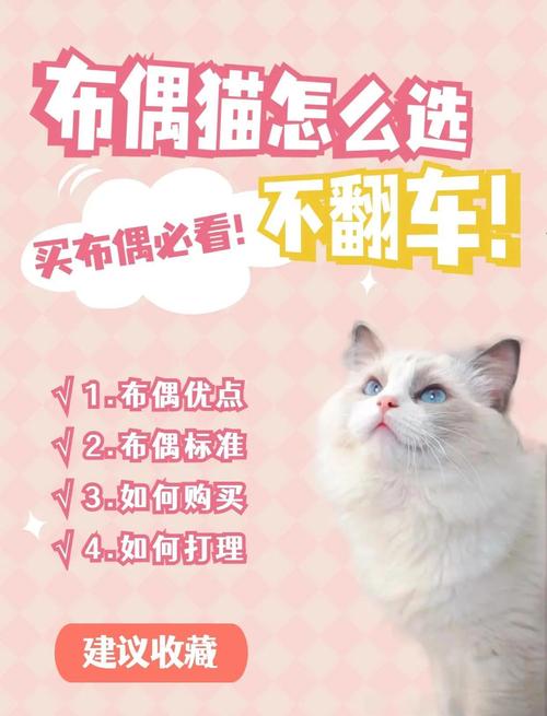 布偶猫价格差异大,从5000元到几万元不等,选猫要综合考虑(一只布偶猫大概多少钱) 布偶猫价格差异大,从5000元到几万元不等,选猫要综合考虑(一只布偶猫大概多少钱)
