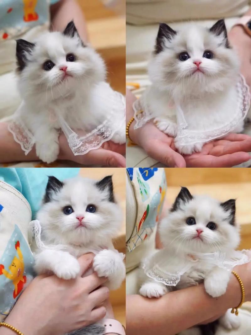 小布偶猫价格与选择(一只小布偶猫要多少钱) 小布偶猫价格与选择(一只小布偶猫要多少钱)