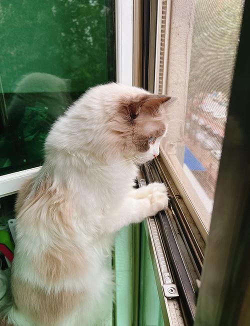 猫咪突然跑跳的原因(布偶猫突然上蹿下跳) 猫咪突然跑跳的原因(布偶猫突然上蹿下跳)