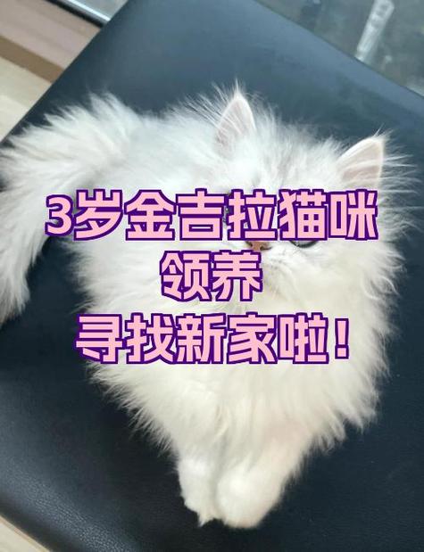 金吉拉猫体重要控制,饮食运动是关键(3岁绝育金吉拉公猫4kg) 金吉拉猫体重要控制,饮食运动是关键(3岁绝育金吉拉公猫4kg)