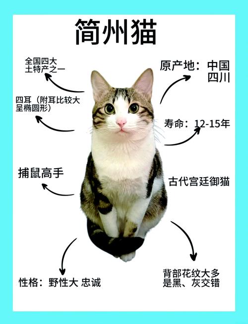 谁更胜一筹?(简州猫和布偶打架谁厉害) 谁更胜一筹?(简州猫和布偶打架谁厉害)