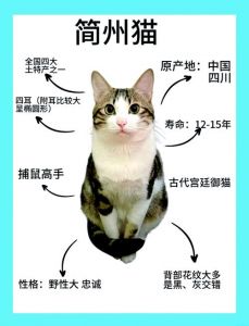 谁更胜一筹？（简州猫和布偶打架谁厉害）