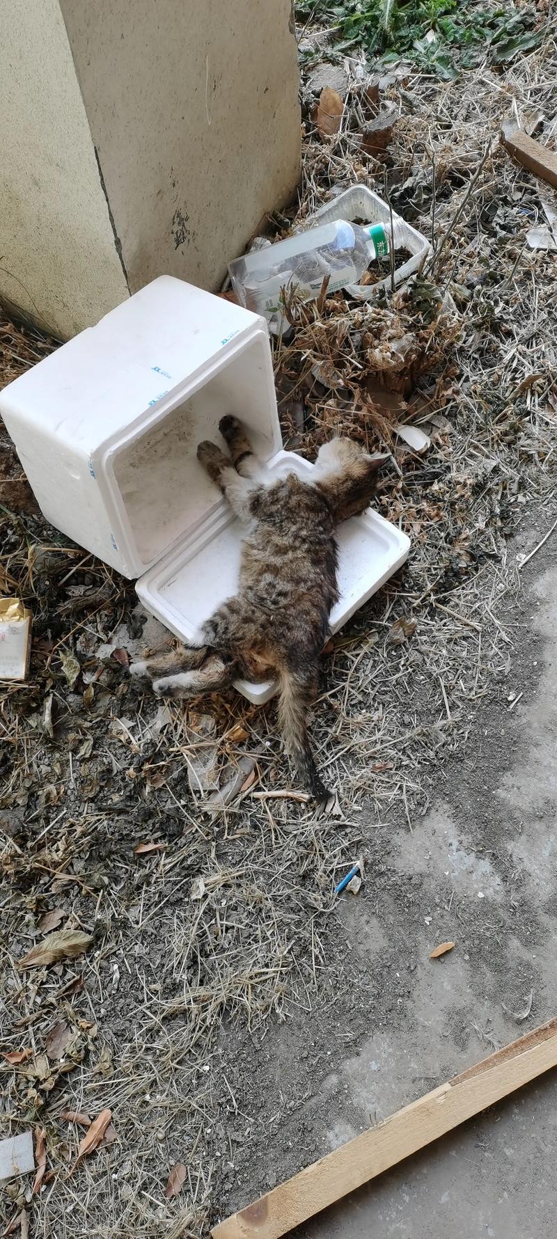 猫咪老死食欲减消瘦,主人需细心观察陪伴(老猫正常老死时候的表现有哪些) 猫咪老死食欲减消瘦,主人需细心观察陪伴(老猫正常老死时候的表现有哪些)
