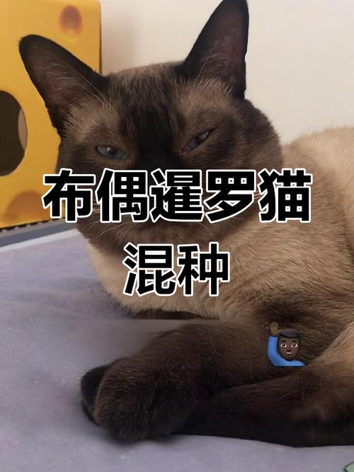 外貌基因不确定,健康风险大(暹罗猫和布偶的串串) 外貌基因不确定,健康风险大(暹罗猫和布偶的串串)