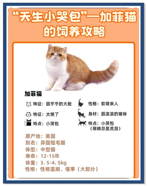 忠诚看环境(加菲猫一生认几个主人) 忠诚看环境(加菲猫一生认几个主人)