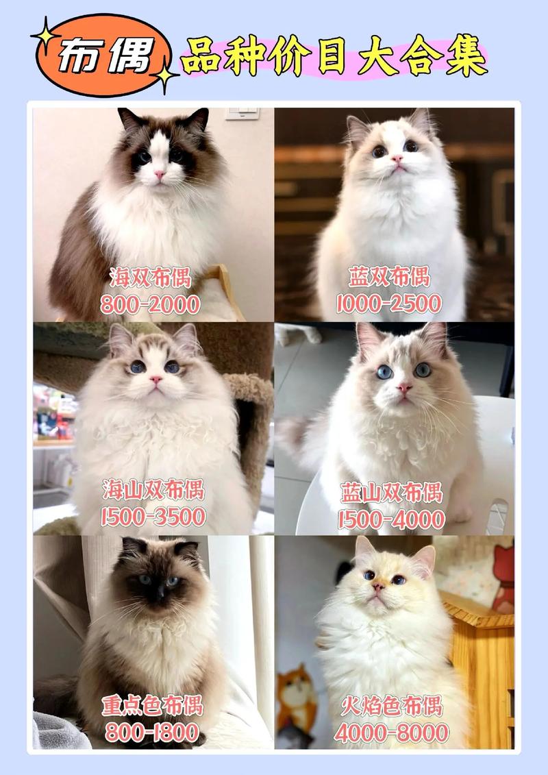 养布偶猫一个月开销弹性大,从2000元到上万不等!(养一个布偶猫一个月要多少花销) 养布偶猫一个月开销弹性大,从2000元到上万不等!(养一个布偶猫一个月要多少花销)