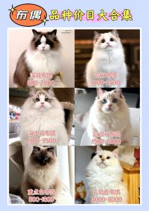 布偶猫配种养，健康毛亮关键（布偶和什么猫一起养好）