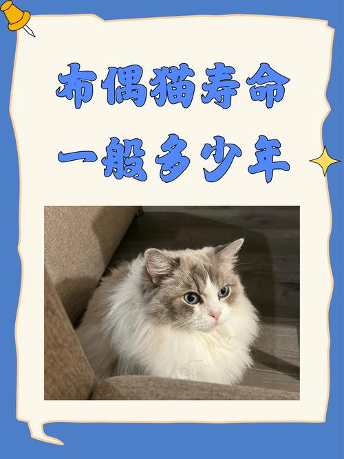 布偶猫几个月认主人?性格温顺粘人(一只布偶猫大约多久会认主人) 布偶猫几个月认主人?性格温顺粘人(一只布偶猫大约多久会认主人)
