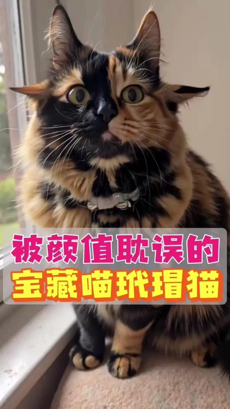 别被外表劝退,它们是宝藏!(玳瑁猫一般人压不住吗) 别被外表劝退,它们是宝藏!(玳瑁猫一般人压不住吗)