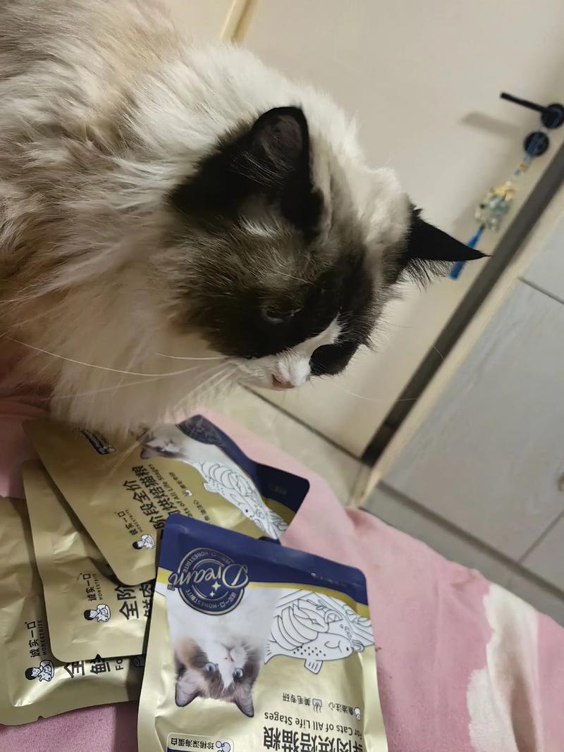 布偶猫拆家怎么办?(布偶猫拆不拆家) 布偶猫拆家怎么办?(布偶猫拆不拆家)