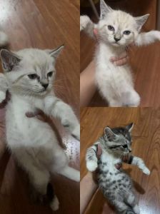 性格外貌大不同，养护需细心（普通猫和布偶猫的后代）