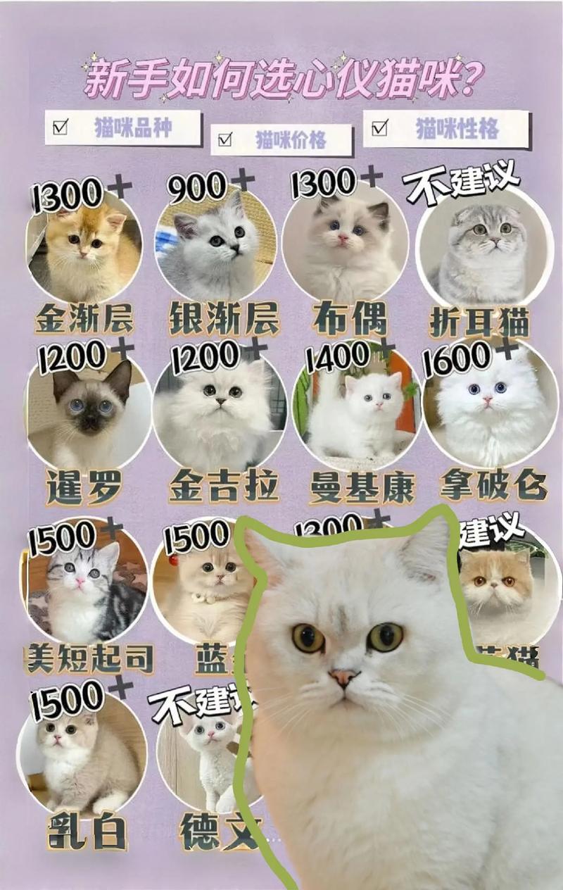 10种猫咪优缺点(十大适合家养的猫排名) 10种猫咪优缺点(十大适合家养的猫排名)