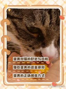 蛋黄养猫好，一周一个，分次喂，注意别过量！（猫多吃蛋黄的好处坏处）