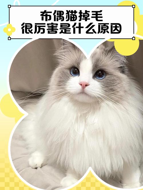 蓝布偶猫掉毛多怎么办?(蓝双布偶猫掉毛严重吗) 蓝布偶猫掉毛多怎么办?(蓝双布偶猫掉毛严重吗)