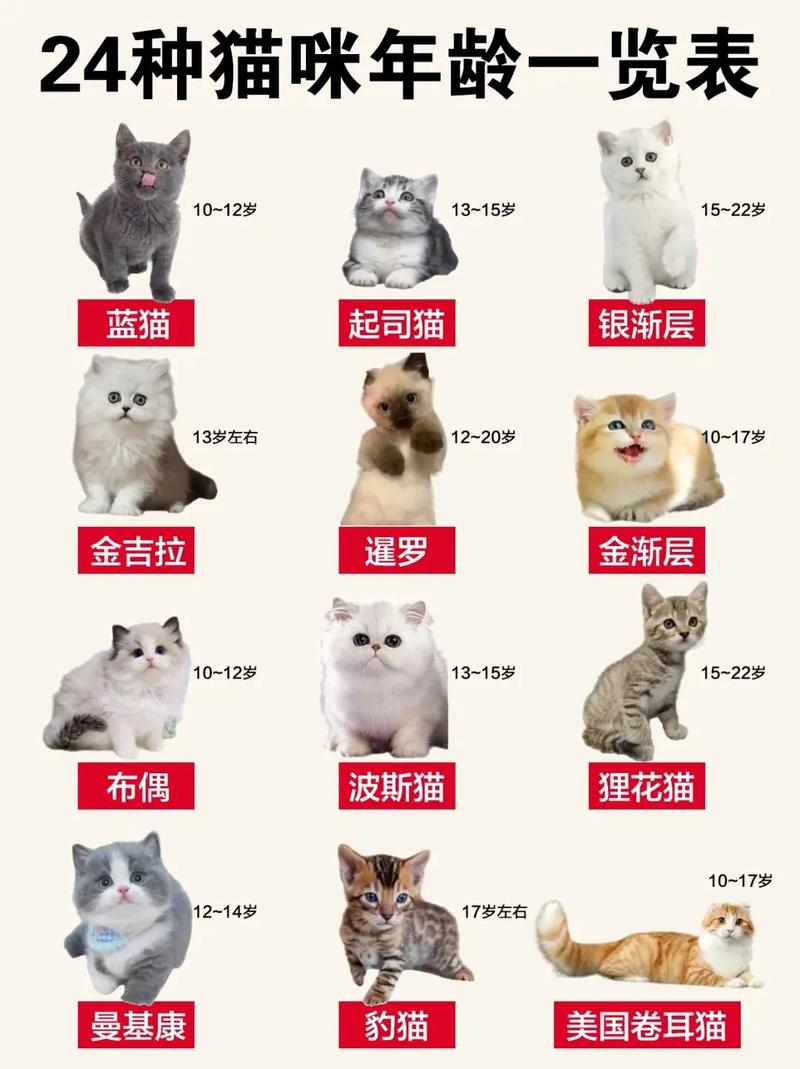 家猫寿命关爱责任助它健康长寿(猫的寿命一般是几年) 家猫寿命关爱责任助它健康长寿(猫的寿命一般是几年)