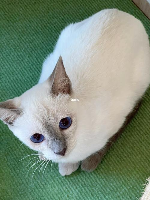 温顺粘人爱互动的淡紫暹罗猫(淡紫暹罗猫优点和缺点) 温顺粘人爱互动的淡紫暹罗猫(淡紫暹罗猫优点和缺点)