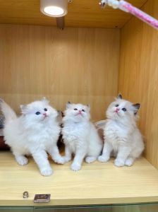 布偶粘人蓝猫懒，选猫看生活选哪个？（蓝猫和布偶猫哪种好养）